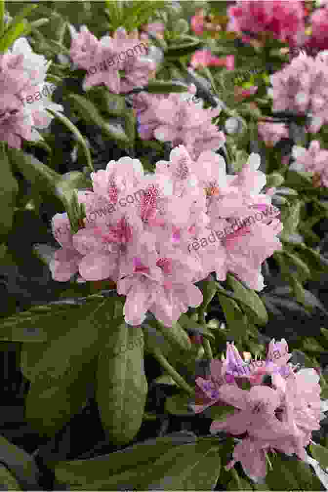 A Breathtaking Photograph Of Lush Rhododendron Blooms In Vibrant Shades Of Pink And Purple, Captured By Stephen Kraemer Rhododendron: A Photo Essay Stephen M Kraemer