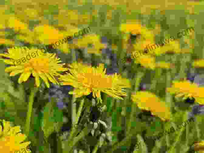 A Dandelion Growing Along The Edge Of A Field Dandelion: A Photo Essay Stephen M Kraemer