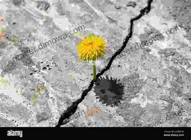 A Dandelion Growing In A Crack In The Pavement Dandelion: A Photo Essay Stephen M Kraemer