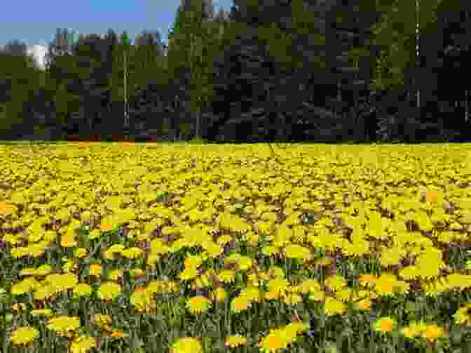 A Dandelion Growing In A Field Of Daisies Dandelion: A Photo Essay Stephen M Kraemer