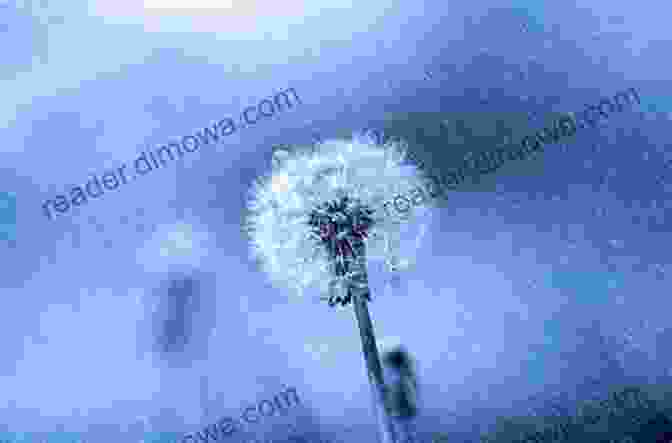 A Dandelion In The Rain Dandelion: A Photo Essay Stephen M Kraemer