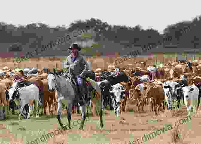 A Group Of Cracker Cowboys On Horseback, Driving A Herd Of Cattle Through A Field Guide To Florida Pioneer Sites: Exploring The Cracker Heritage