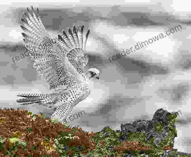 A Gyrfalcon In The Arctic Tundra. Birds Of West Virginia: A Falcon Field Guide (Falcon Field Guide Series)