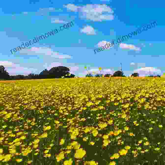 A Panoramic Photograph Of A Field Of Yellow Buttercups Under A Blue Sky With Fluffy White Clouds. Buttercup: A Photo Essay Stephen M Kraemer