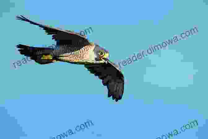 A Peregrine Falcon In Flight. Birds Of West Virginia: A Falcon Field Guide (Falcon Field Guide Series)