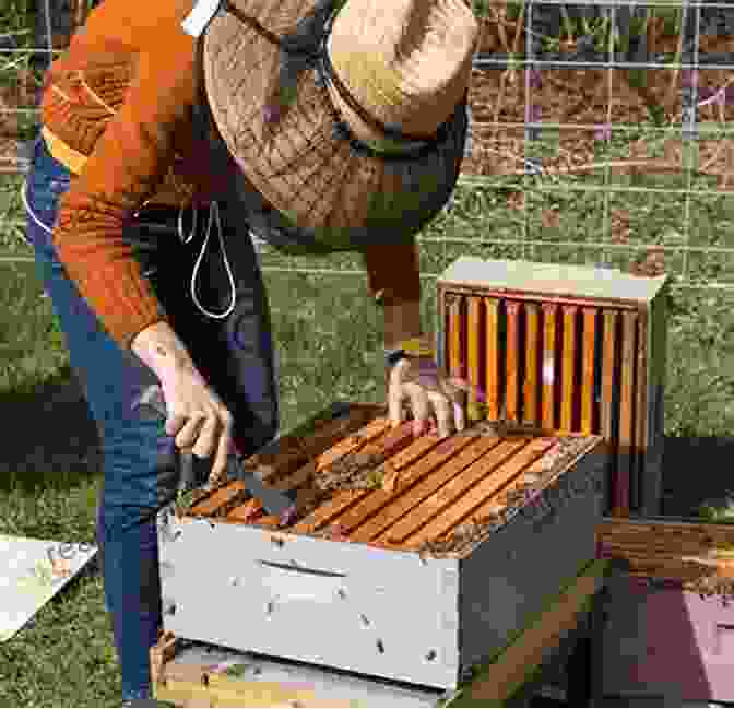 Bee Hunting Techniques For Tracking Wild Honeybees Bee Hunting R Hirsch