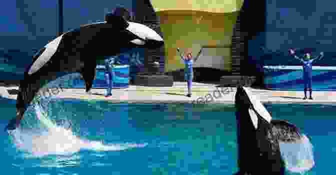 Killer Whales Performing At SeaWorld San Diego What To Do In San Diego