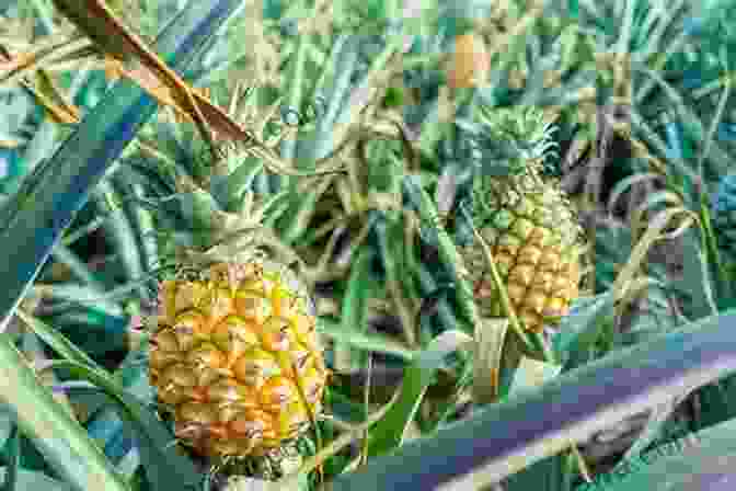 Pineapple Fields On Eleuthera, The Bahamas The Out Islands Of The Bahamas