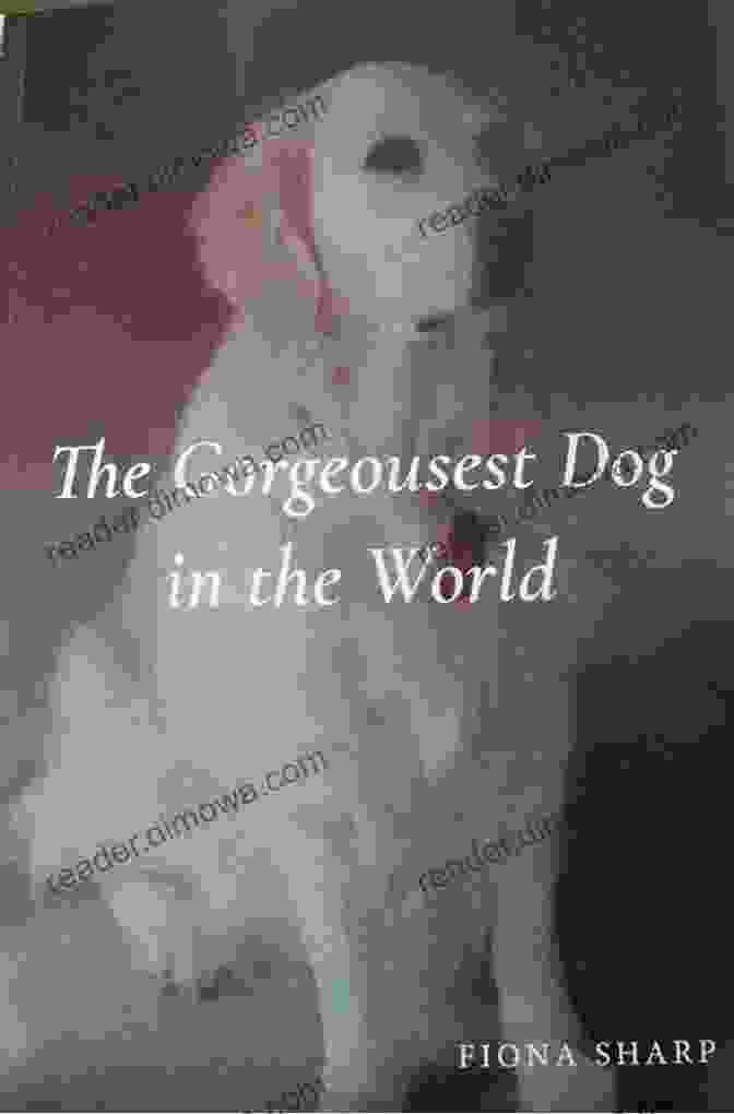 The Gorgeousest Dog In The World Book Cover Featuring A Stunning Golden Retriever The Gorgeousest Dog In The World